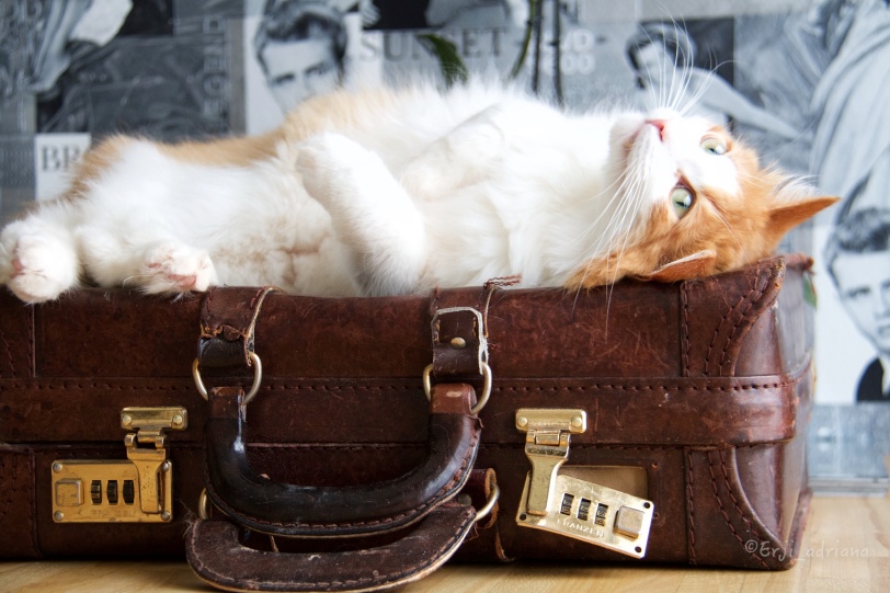 norwegian forest cat, cat, suitcase