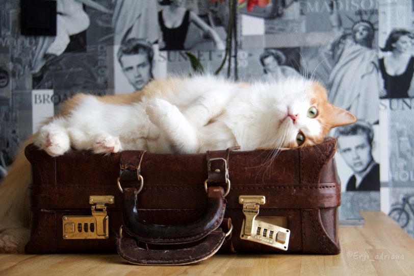 norwegian forest cat, cat, suitcase